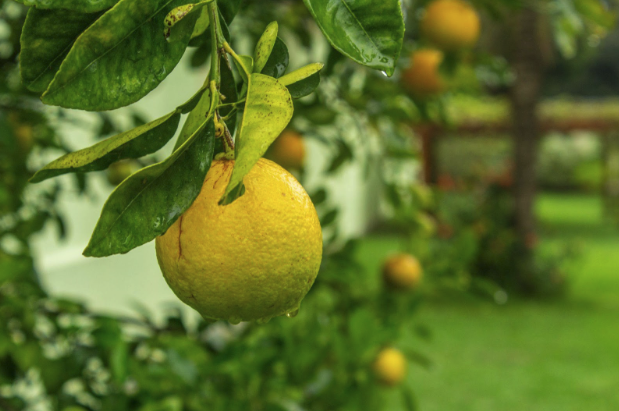 The Rise and Fall of the USDA Food Supply Chain Guaranteed Loan Program